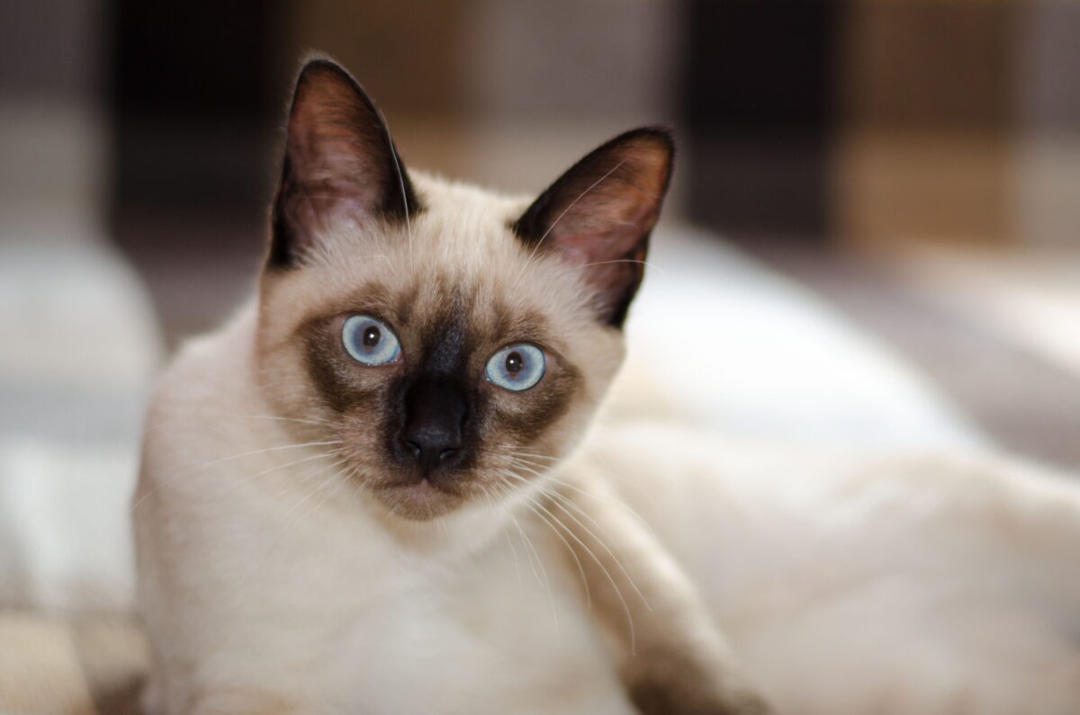 Siamese Cats & Kittens