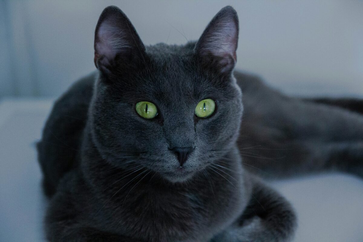 Nearby Russian Blue Cats & Kittens - Image 1