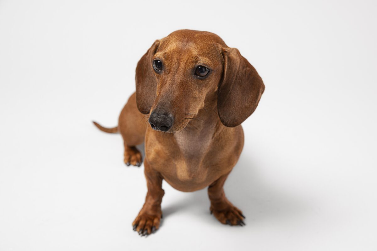 Nearby Dachshund Puppy | Chocolate & Tan