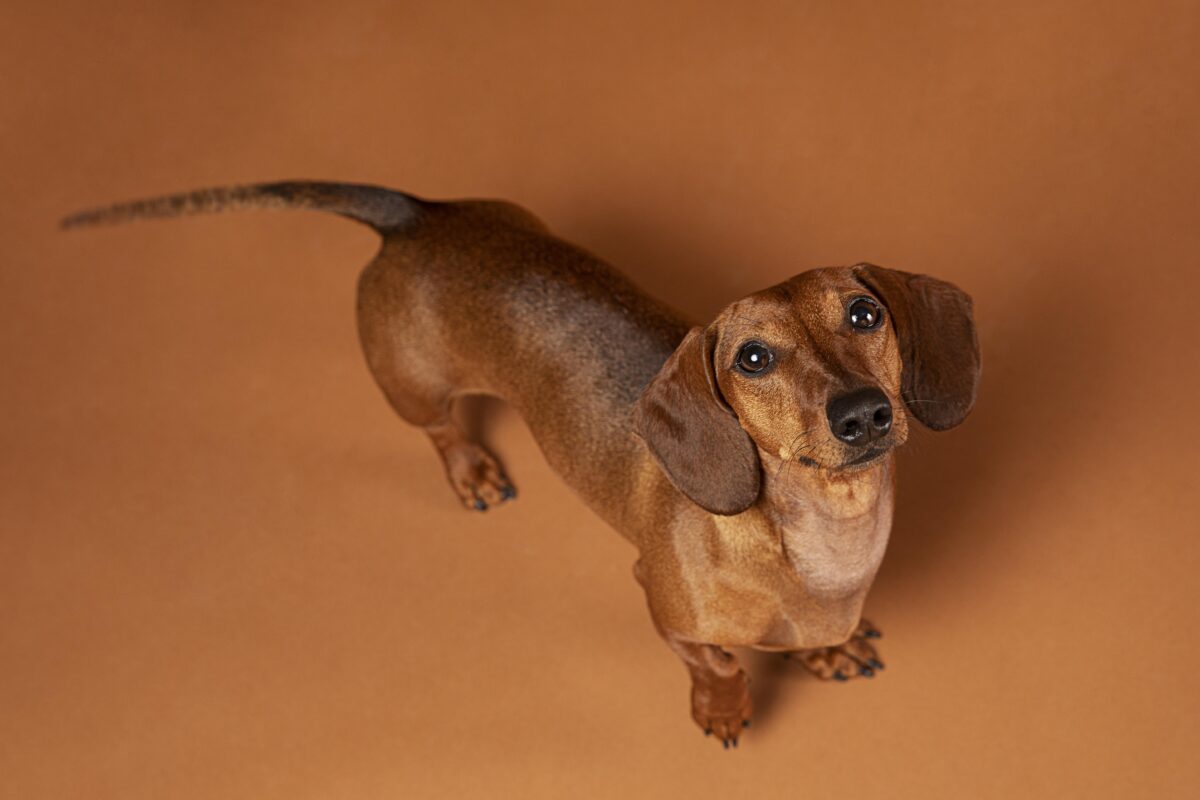 Nearby Dachshund Puppy | Chocolate & Tan - Image 6