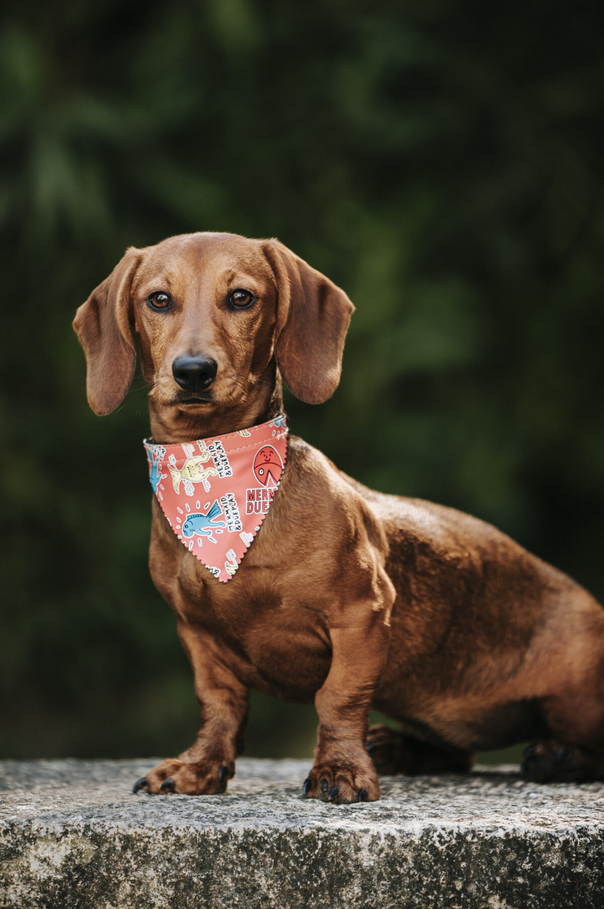 Nearby Dachshund Puppy | Chocolate & Tan