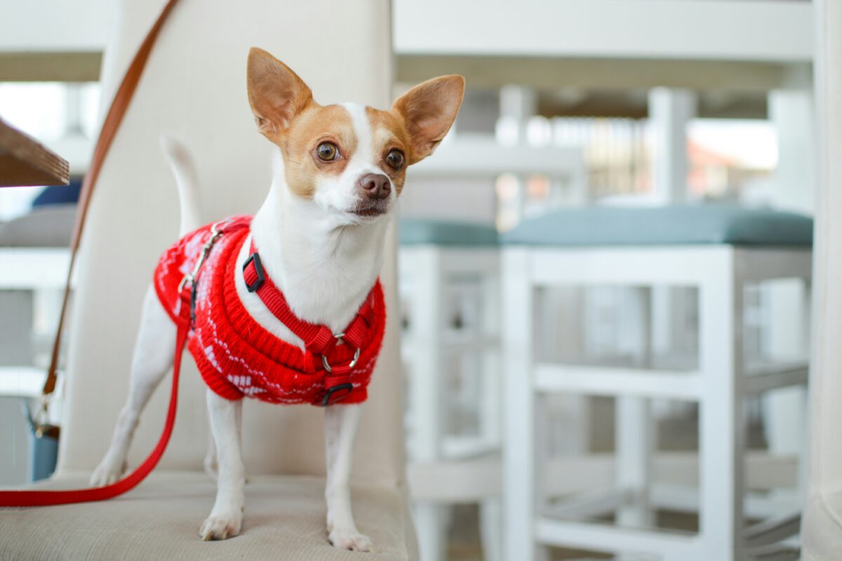 Nearby Chihuahua Puppy