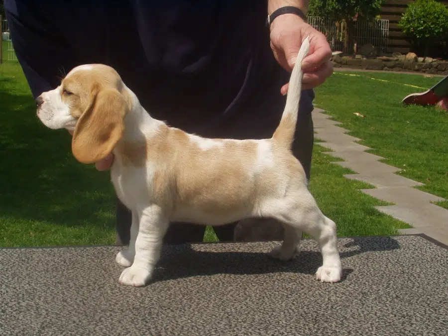 Nearby Beagle | Lemon & White | Puppy