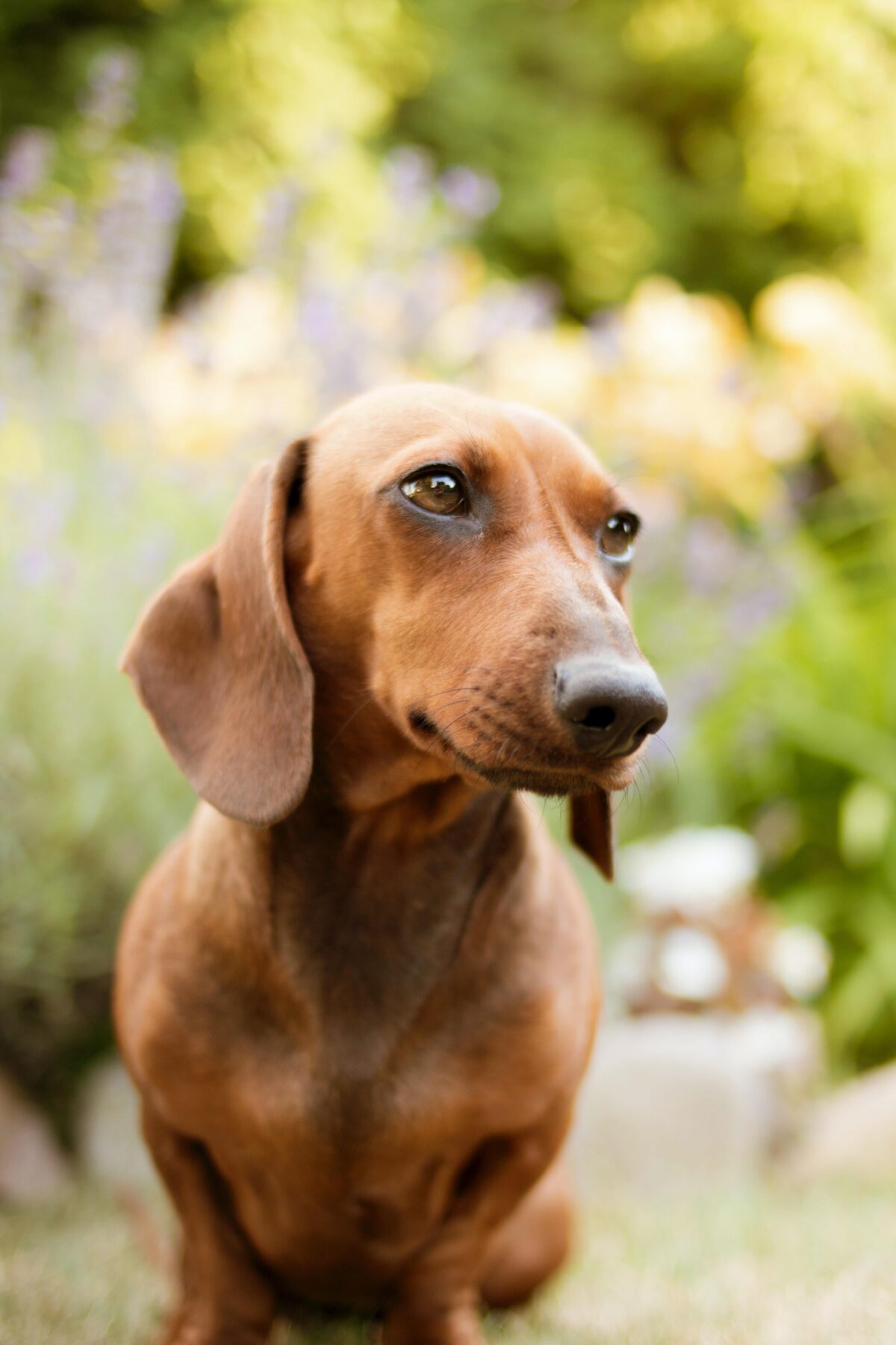 Nearby Dachshund Puppy | Chocolate & Tan