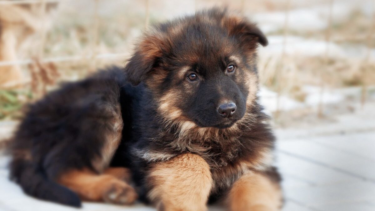 German Shepherd Puppy | Red and Black