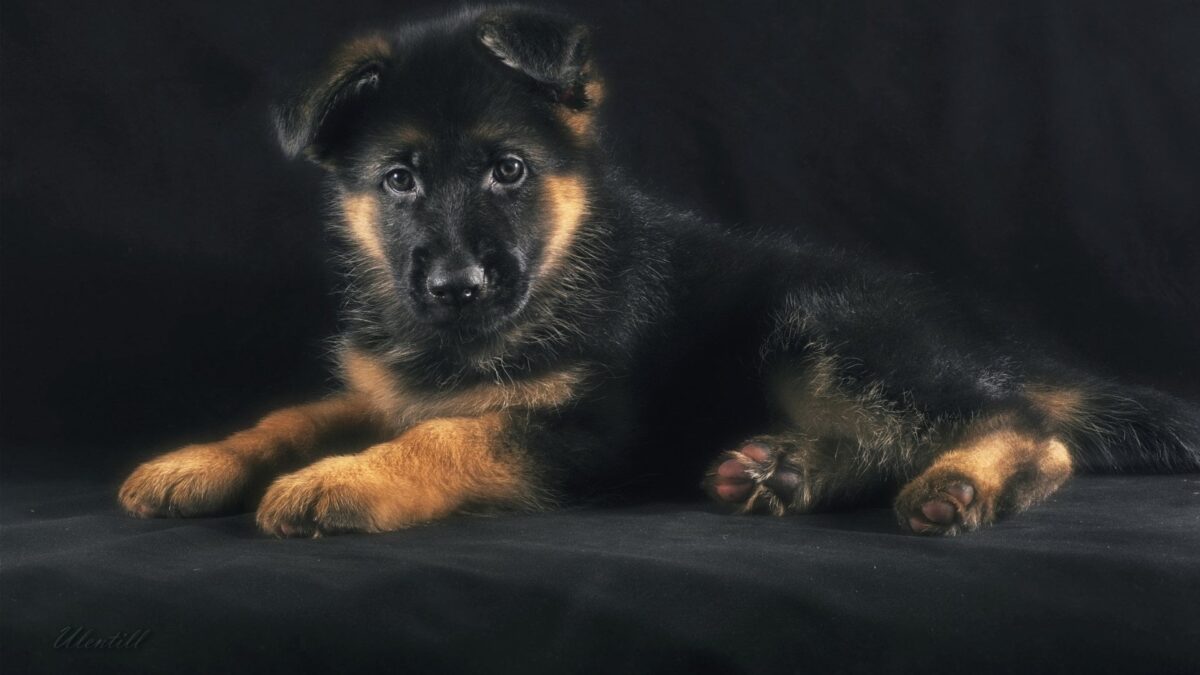 German Shepherd Puppy | Red and Black