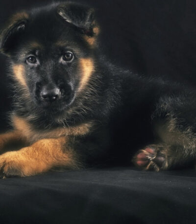German Shepherd Puppy | Red and Black