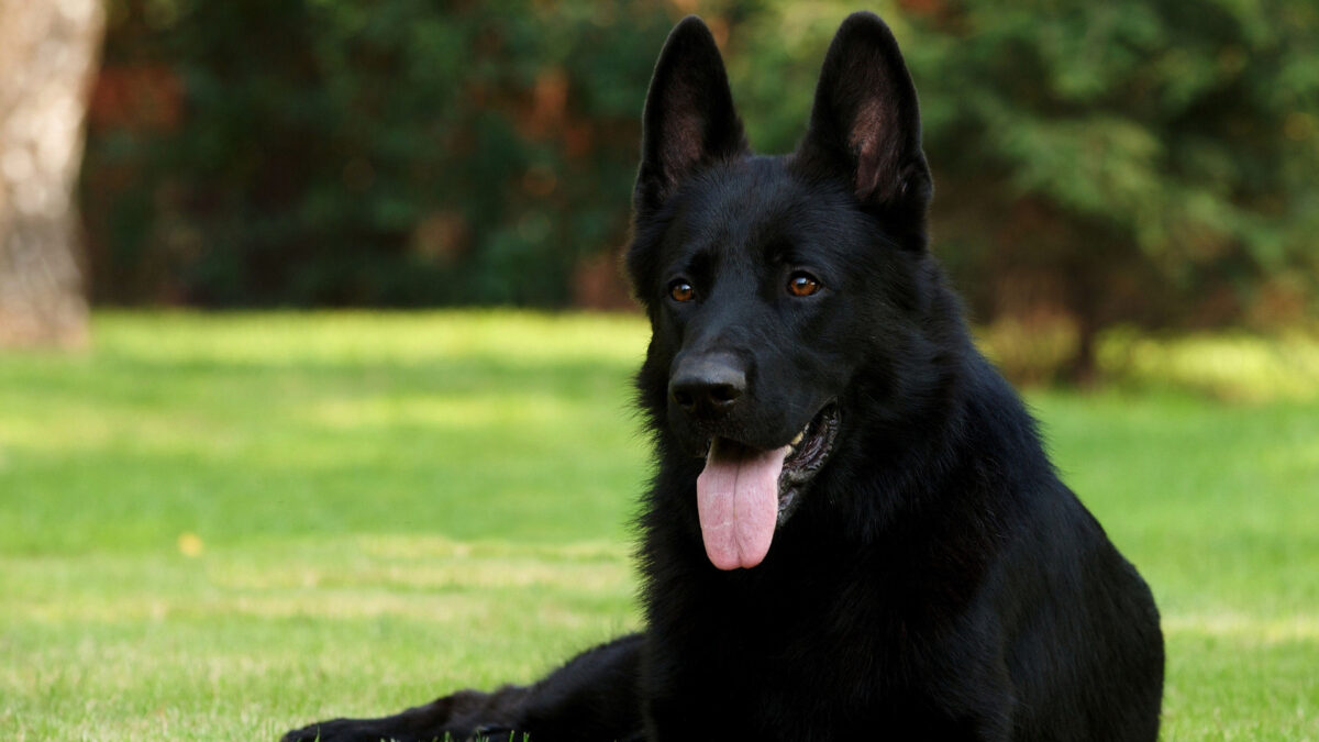 German Shepherd Puppy | Pure Black