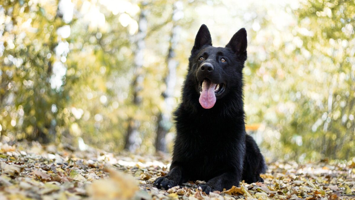 German Shepherd Puppy | Pure Black