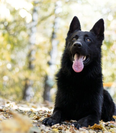 German Shepherd Puppy | Pure Black