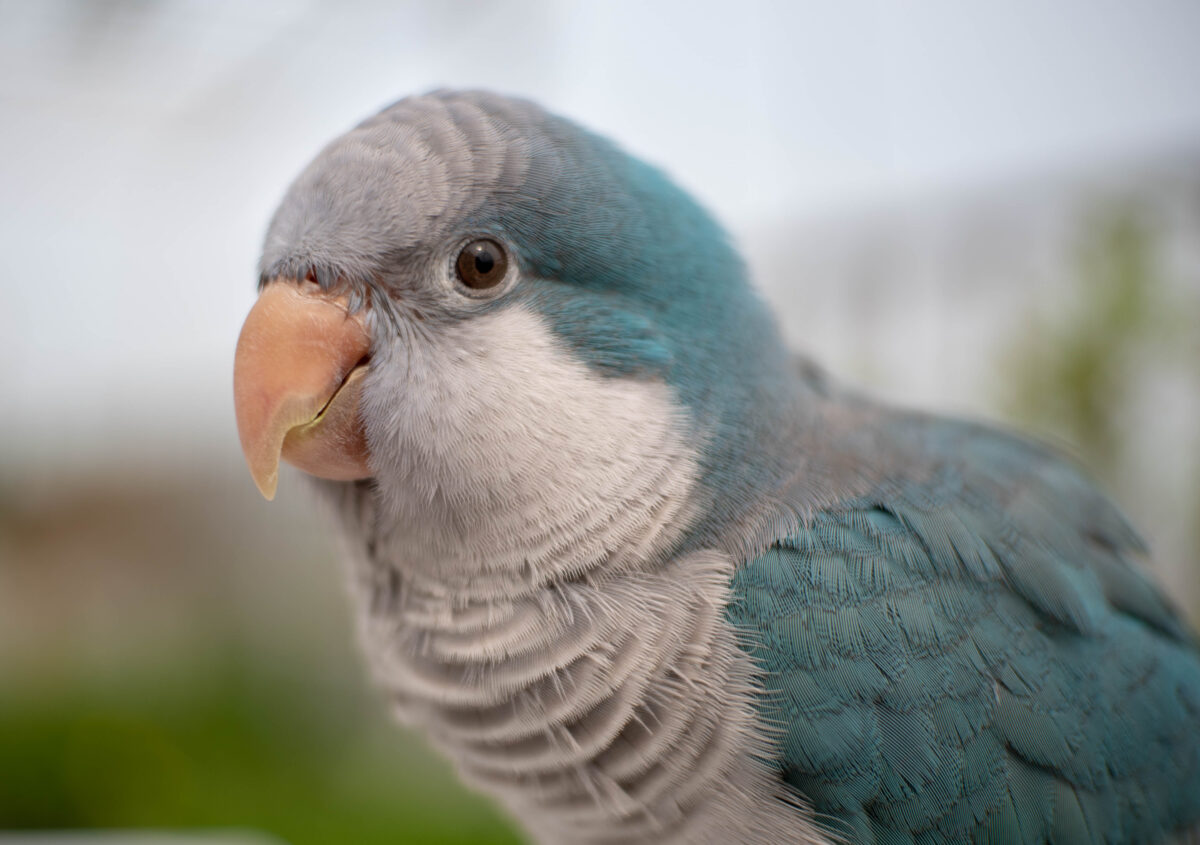 Blue Monk | Blue Quaker Parrot