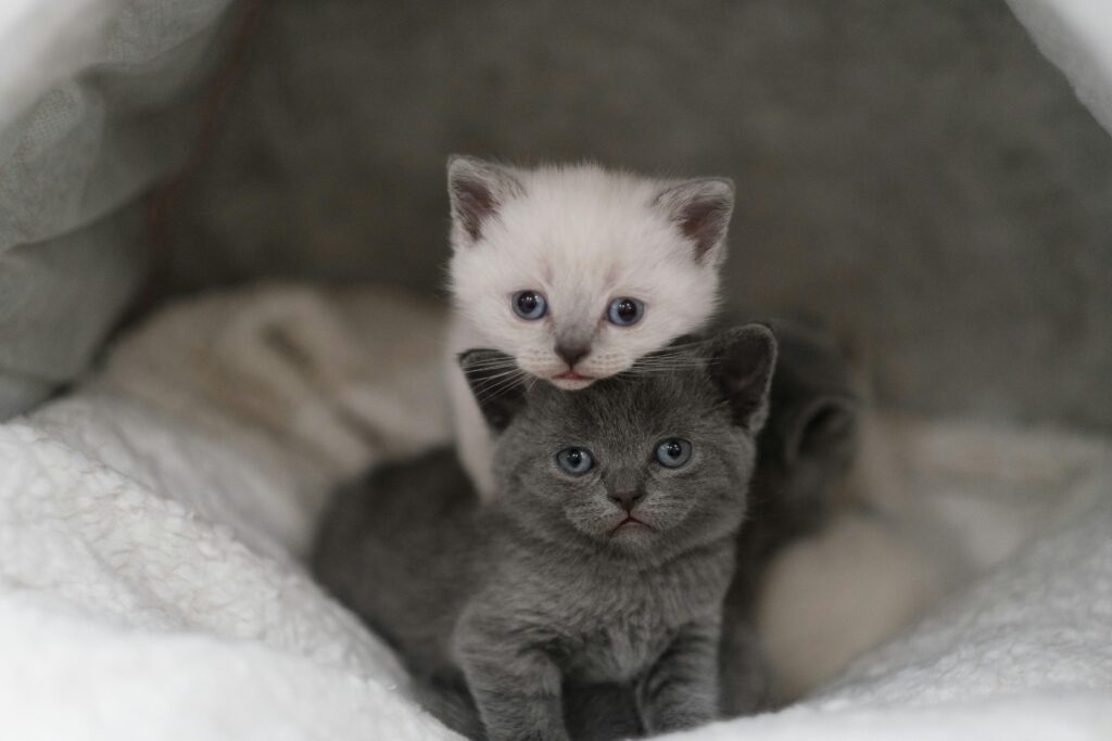 Cart Page | Nearby Pets India