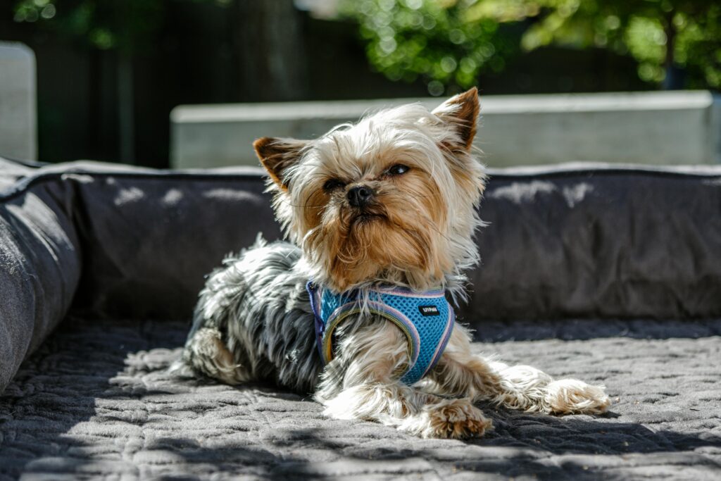 Cart | Pets Shopping | Nearby pets India