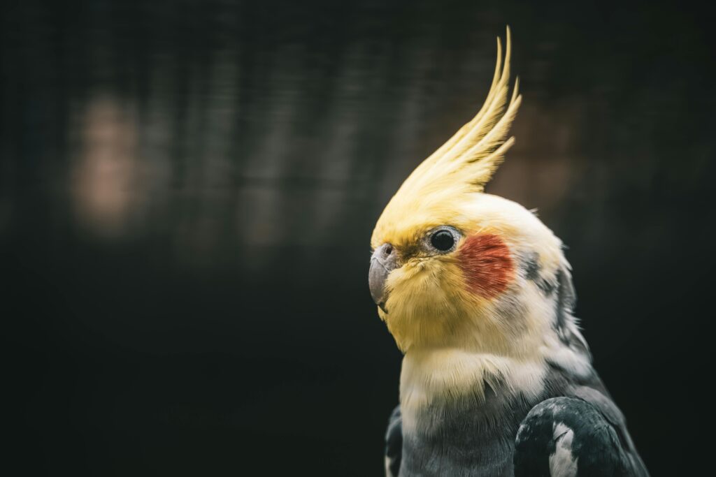 Cherckout | Nearby Pets Cockateil